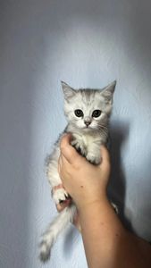 Кошенята шотландські прямовухі та висловухі
