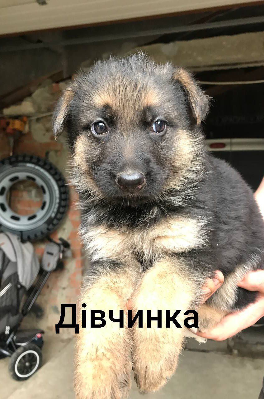 Продам цуценят німецької вівчарки