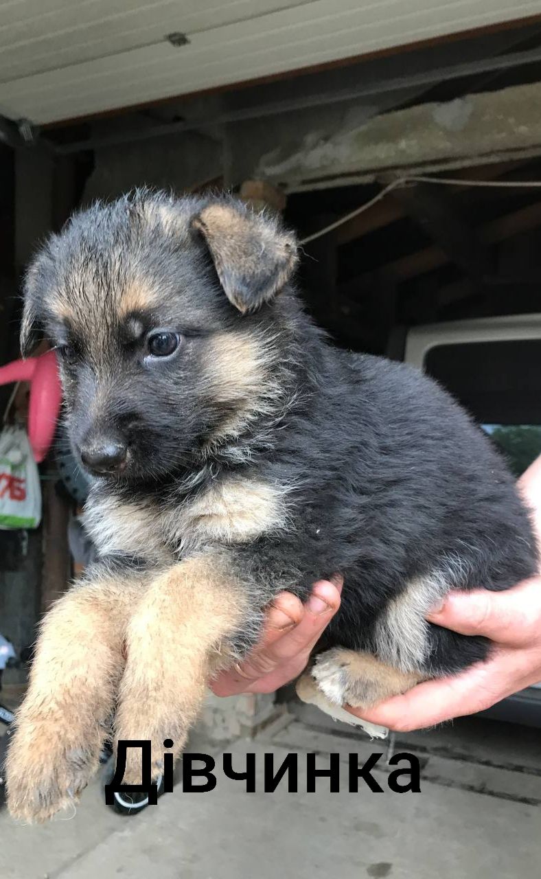 Продам цуценят німецької вівчарки