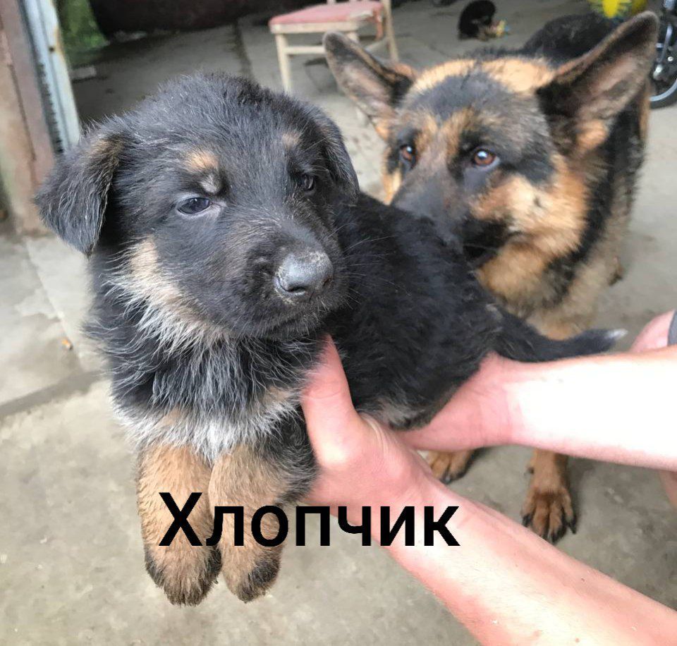 Продам цуценят німецької вівчарки