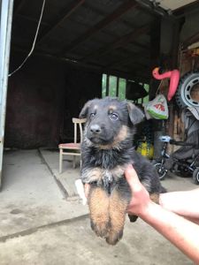 Продам цуценят німецької вівчарки