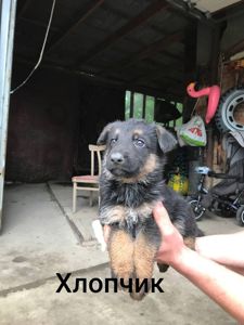 Продам цуценят німецької вівчарки