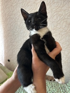 Кошеня хлопчик Нікі