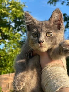 Шукають дім 2 кошенят