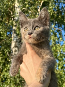 Шукають дім 2 кошенят