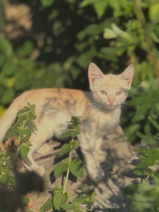 Шукають дім 2 кошенят