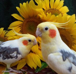 Кореллы птенцы ручные мальчики и девочки