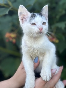 Котик шукає дім/кіт/кошеня