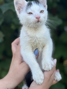 Котик шукає дім/кіт/кошеня