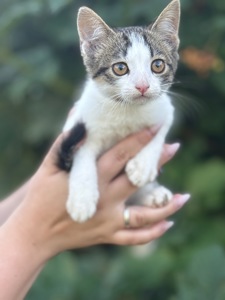Котик шукає дім/кіт/кошеня
