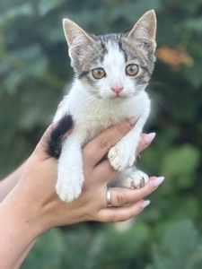 Котик шукає дім/кіт/кошеня