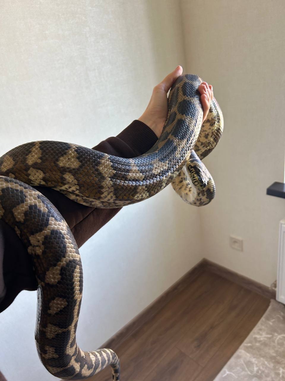 Пітон килимовий