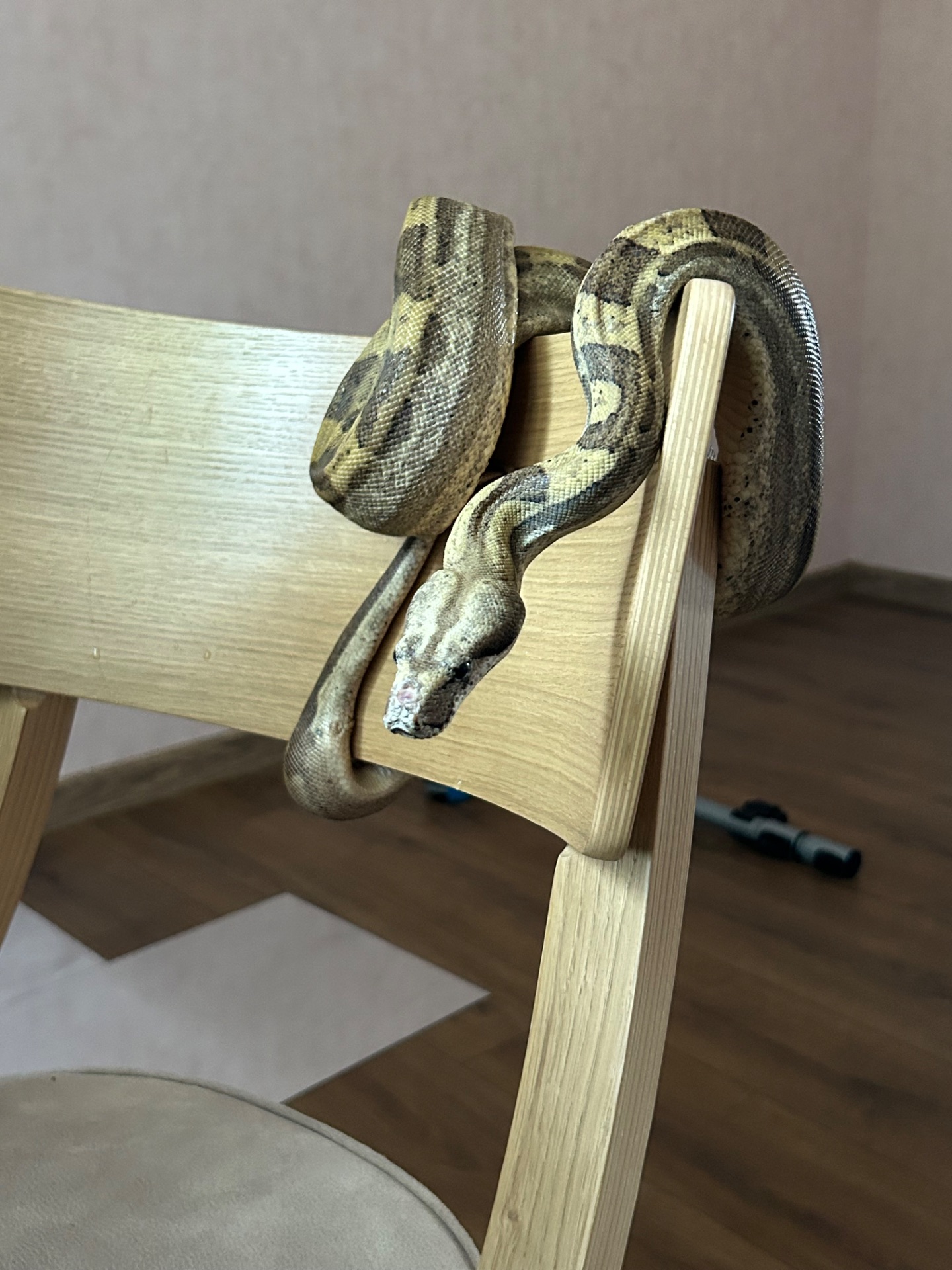 Імператорський удав Jungle Ghost Motley