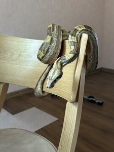 Імператорський удав Jungle Ghost Motley