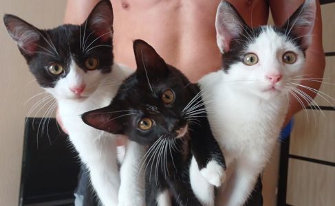 Котики