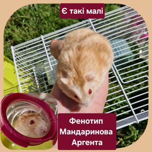 Золотистий Гібрид Джуні та Кемпбелла Фенотип Мандаринова Аргента