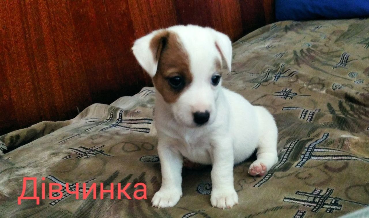 Цуценята породи Джек Рассел тер'єр