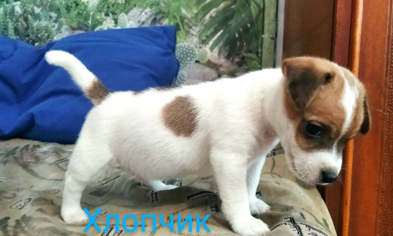 Цуценята породи Джек Рассел тер'єр