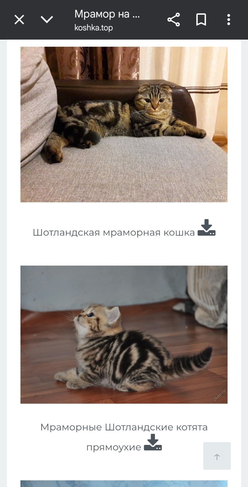 Результат кохання двох шикарних Котів