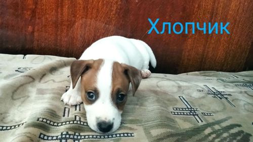 Цуценята породи Джек Рассел тер'єр
