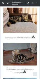 Результат кохання двох шикарних Котів