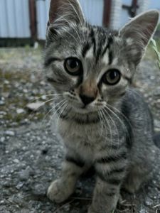 Котик леопардовий єгипетський мау метис
