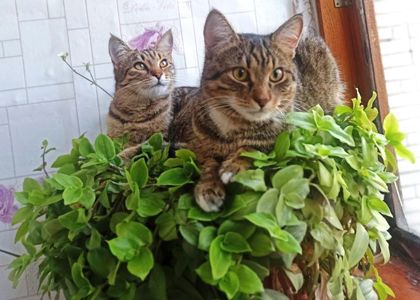 Кошенята
