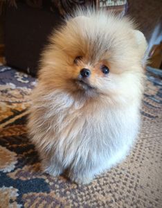 Мини девочка и мальчик