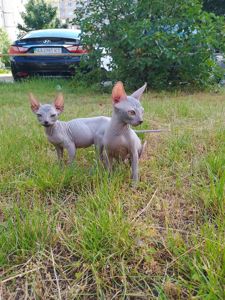 🐾 Лисі котики породи свінск шукають дім! 🐾