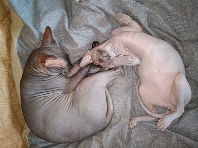 🐾 Лисі котики породи свінск шукають дім! 🐾