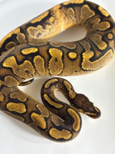 Python regius