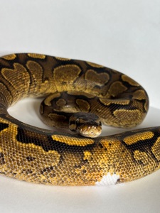 Python regius