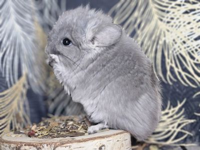 Шиншилла Мальчик 2 мес. Фиолетовая Ангора 50Носитель Сапфира!