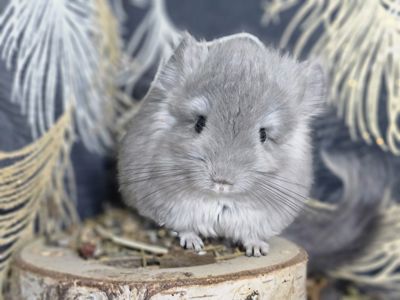 Шиншилла Мальчик 2 мес. Фиолетовая Ангора 50Носитель Сапфира!