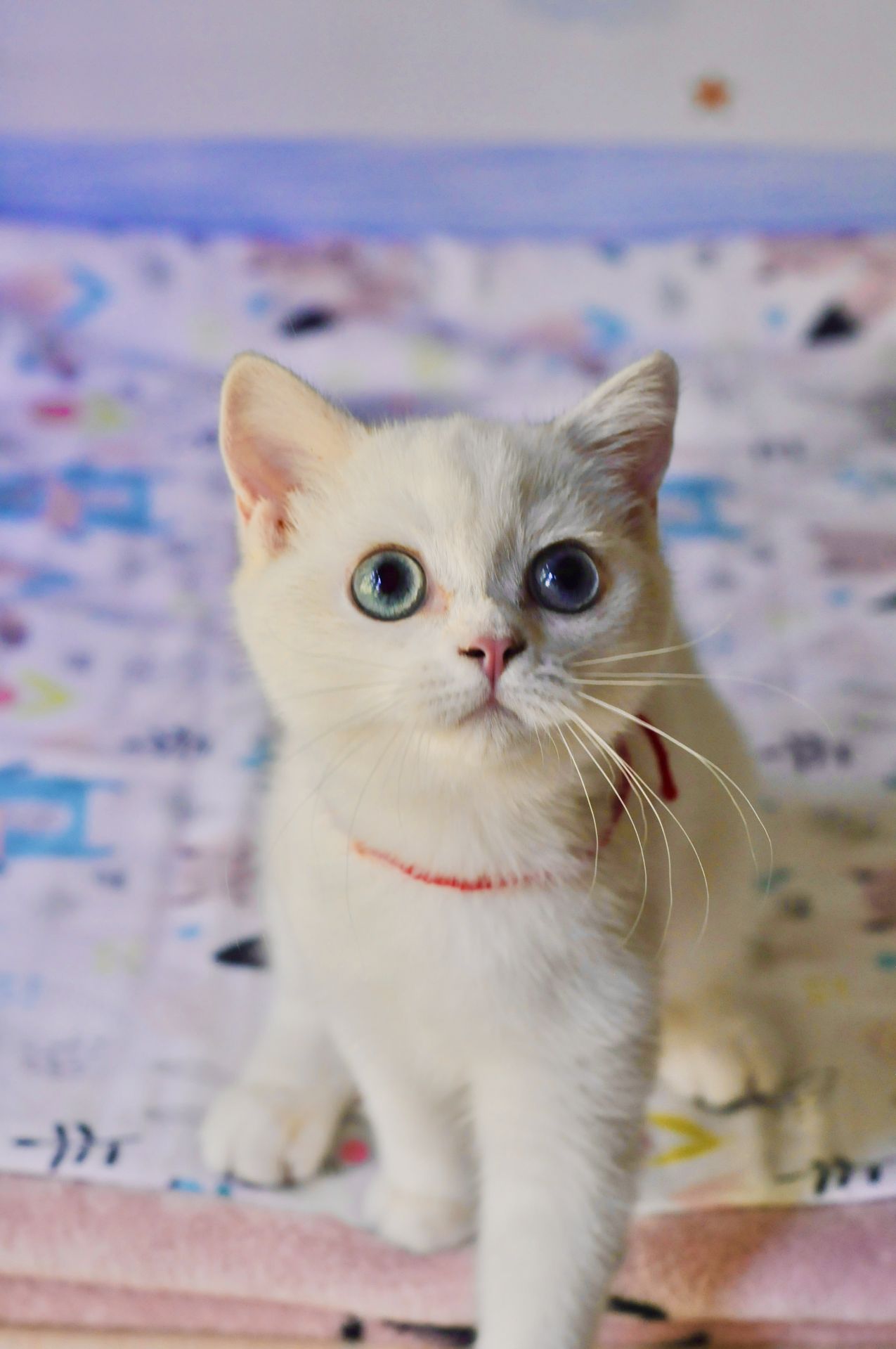 Кошеня британська шиншила