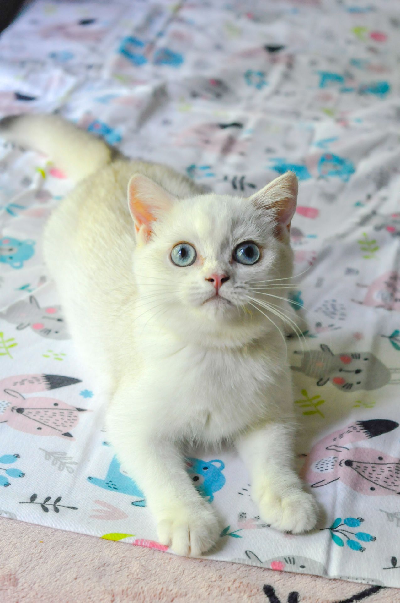 Кошеня британська шиншила