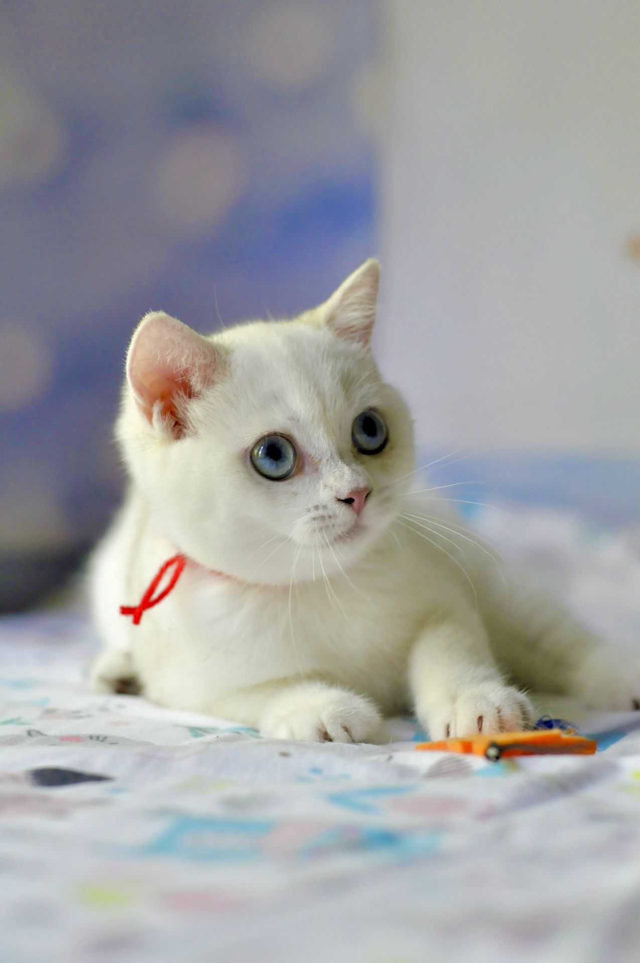 Кошеня британська шиншила