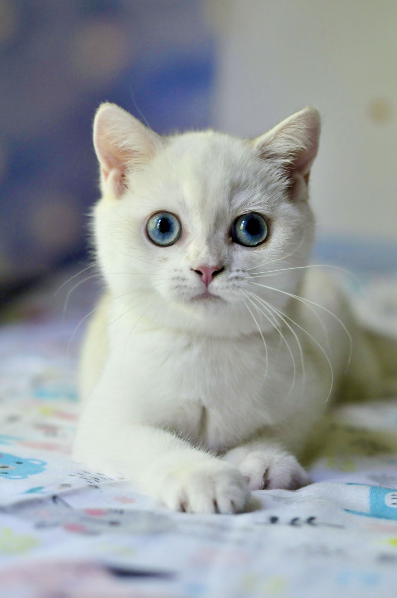 Кошеня британська шиншила