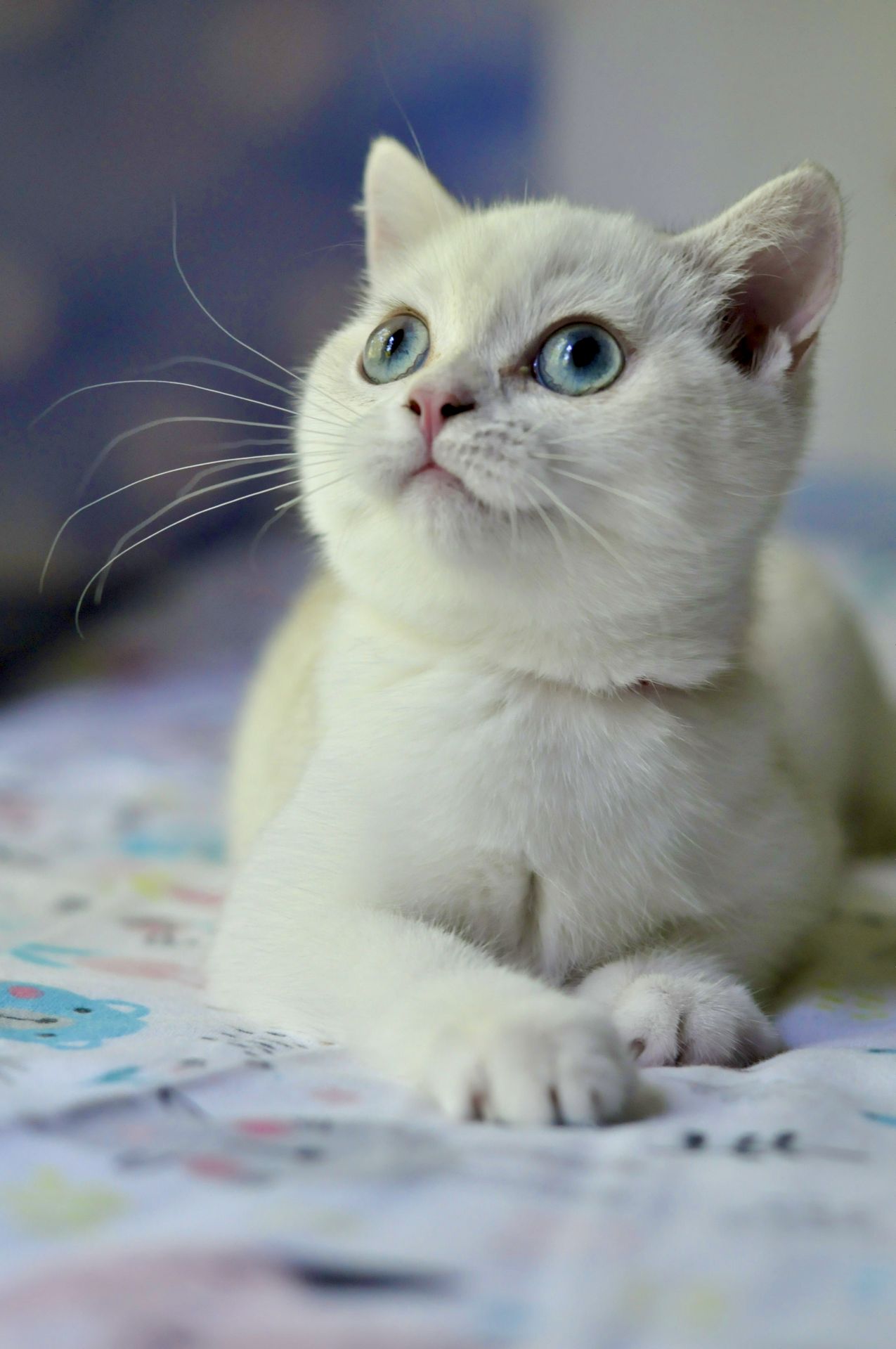 Кошеня британська шиншила