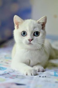 Кошеня британська шиншила
