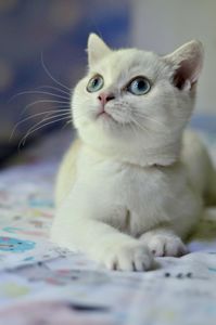 Кошеня британська шиншила