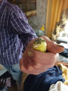 Канарки