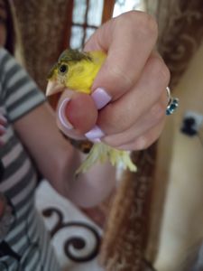 Канарки