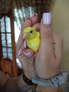 Канарки