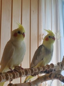 Аватар