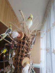 Молоденьки папужки 2 місяці