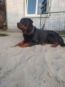 Цуценята ротвейлера