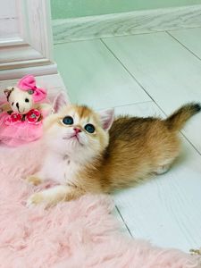 Британська золота шиншилла