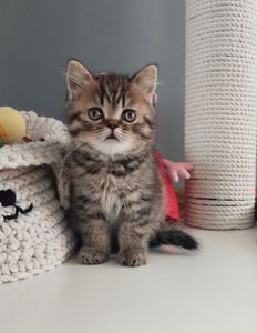 Ніжний хлопчик