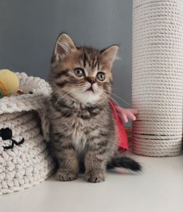 Ніжний хлопчик